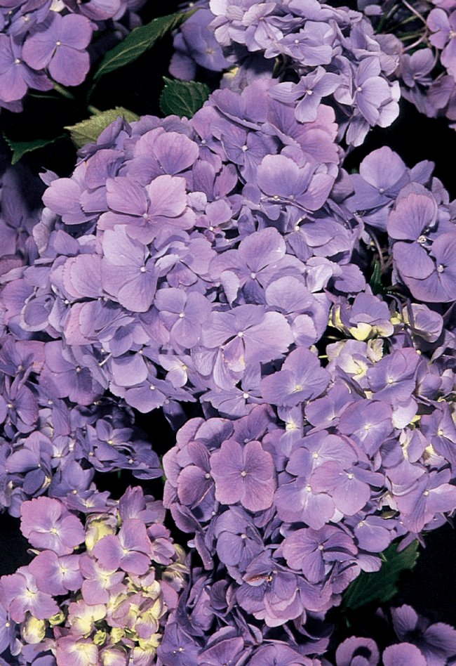 L23757hp mathilda gutges hydrangea
